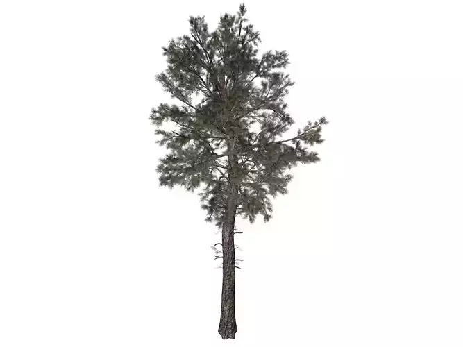 Loblolly Pine Tree - 01 - 3D model