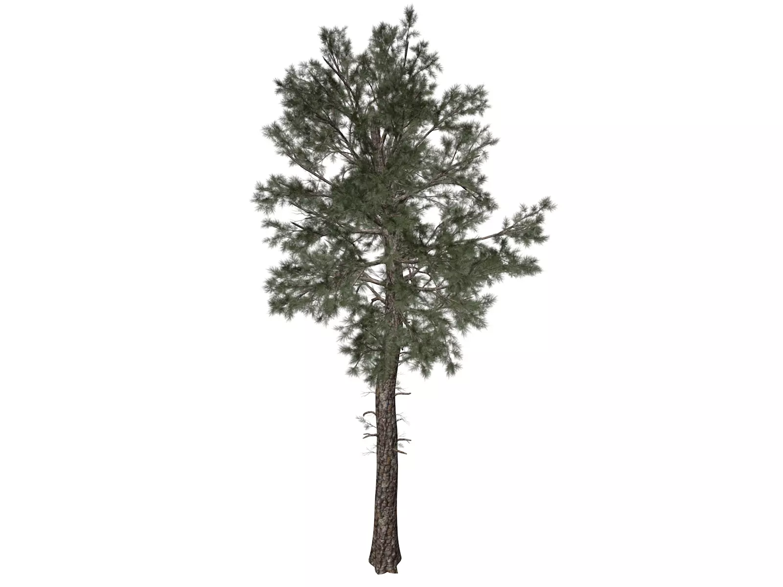 Loblolly Pine Tree - 01 - 3D model