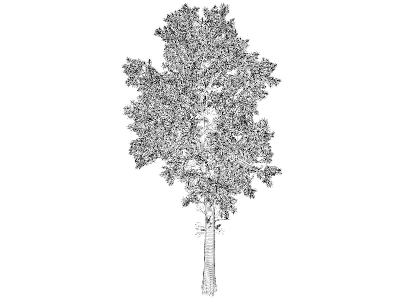 Loblolly Pine Tree - 02 - 3D model_1