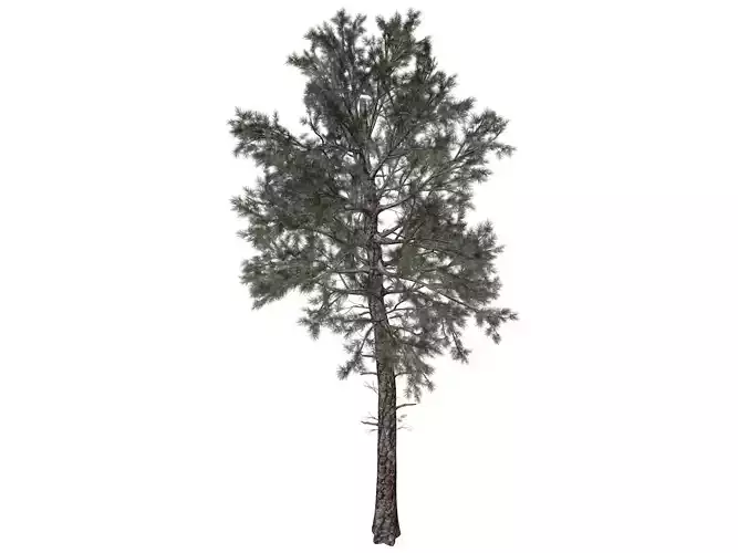 Loblolly Pine Tree - 02 - 3D model