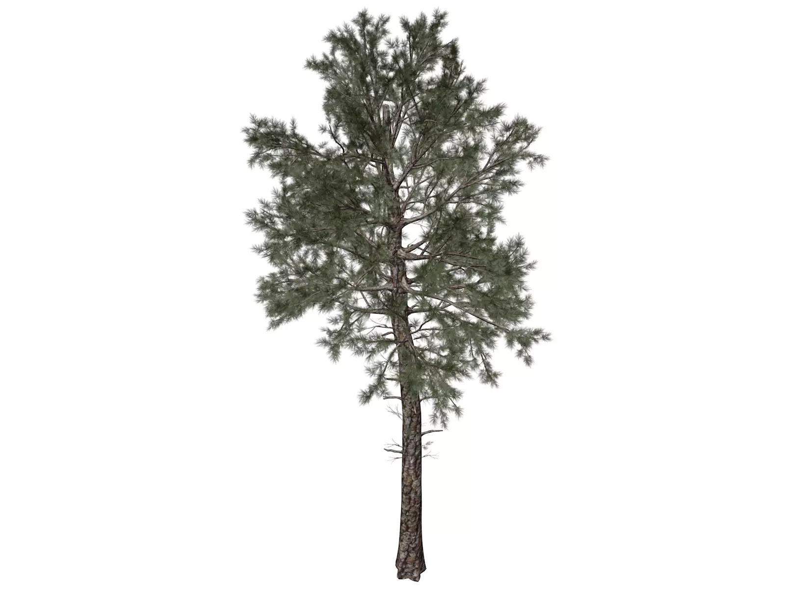 Loblolly Pine Tree - 02 - 3D model_0