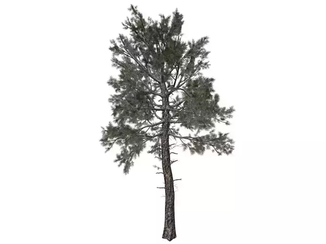 Loblolly Pine Tree - 03 - 3D model