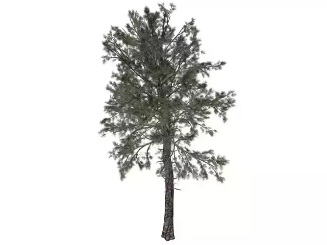 Loblolly Pine Tree - 04 - 3D model