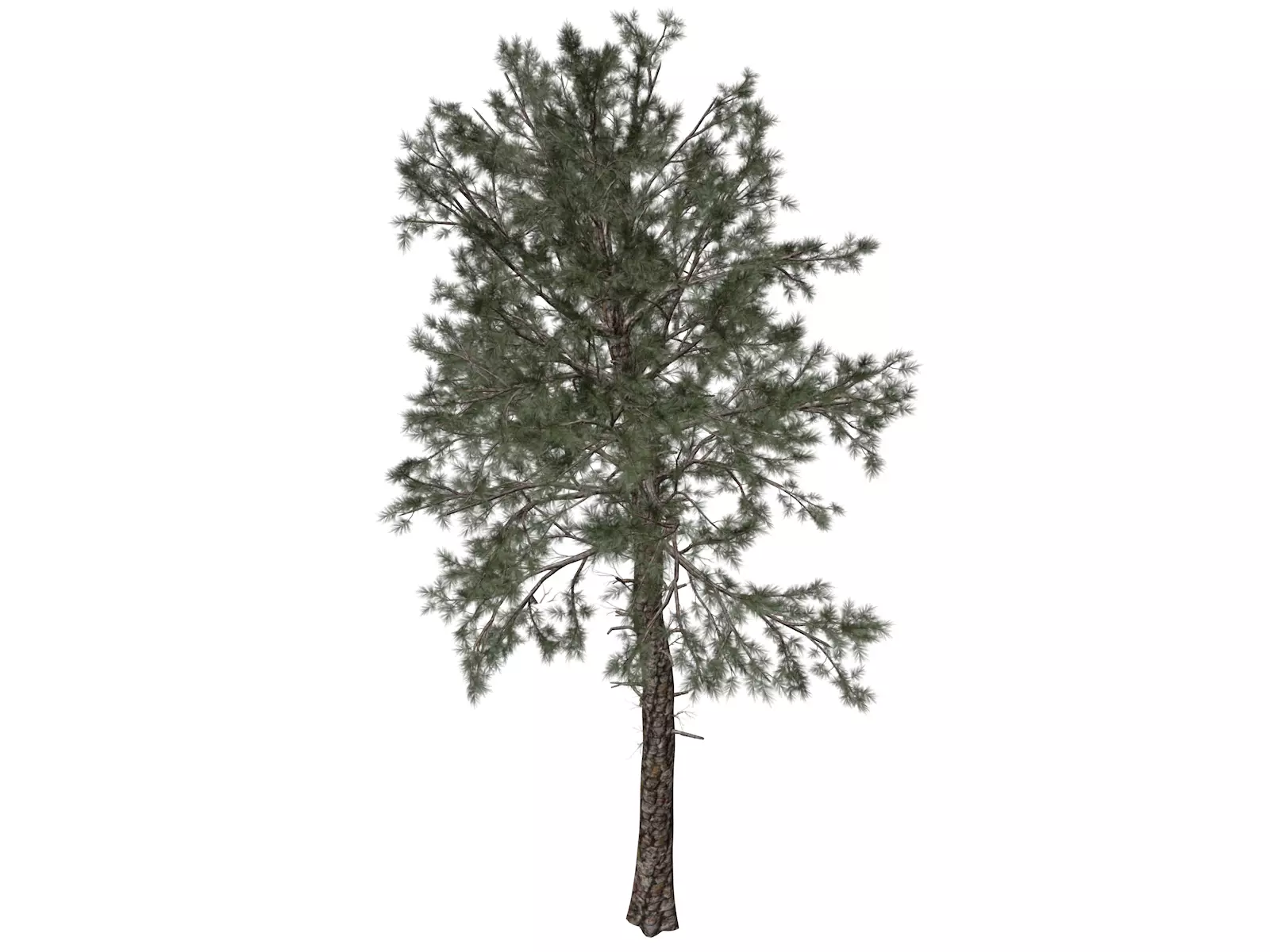 Loblolly Pine Tree - 04 - 3D model_0