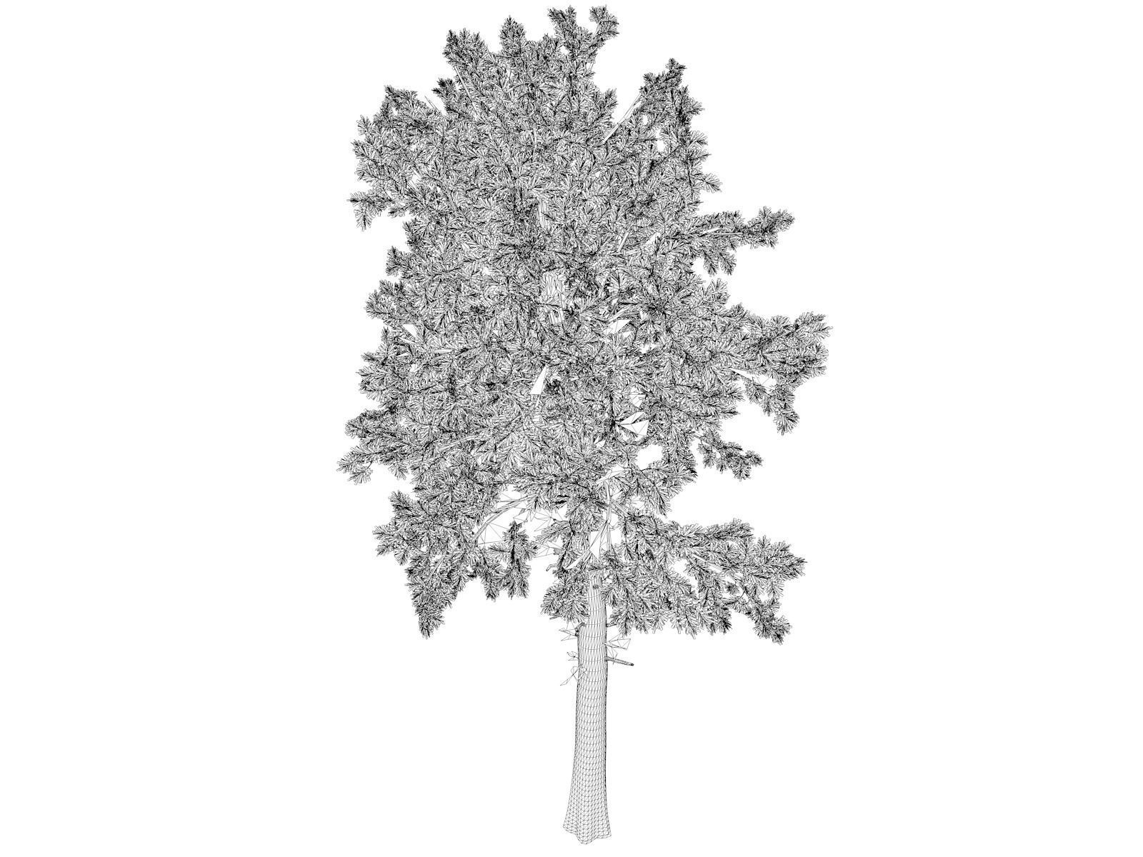 Loblolly Pine Tree - 04 - 3D model_1