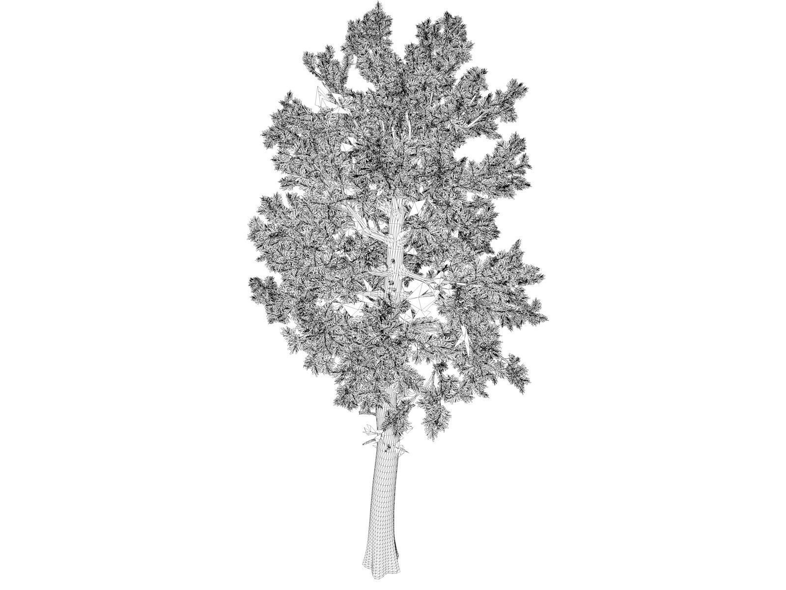 Loblolly Pine Tree - 05 - 3D model_1