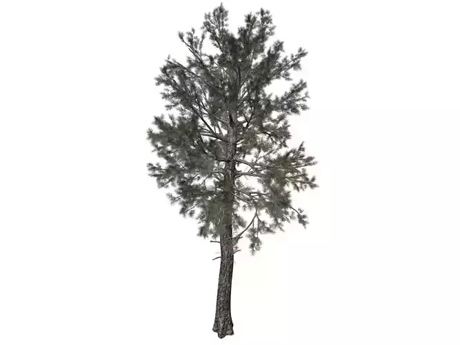 Loblolly Pine Tree - 05 - 3D model