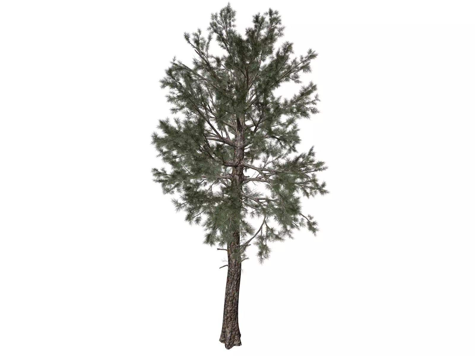 Loblolly Pine Tree - 05 - 3D model_0