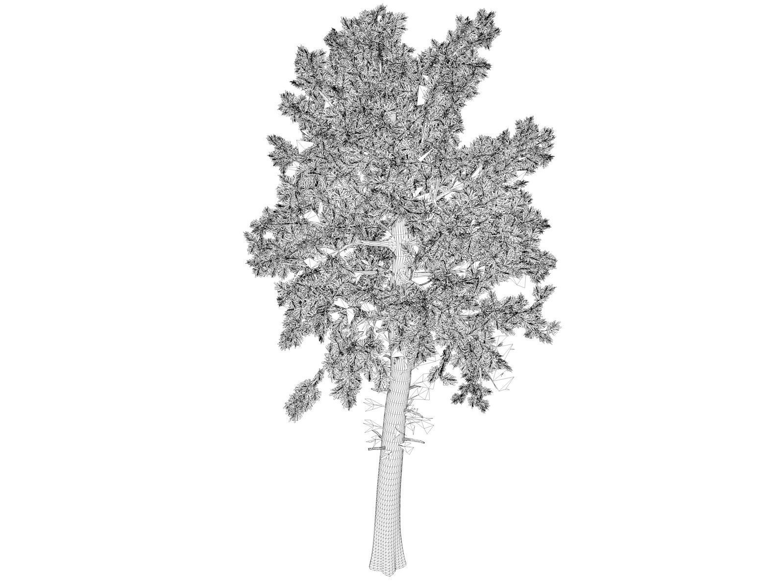 Loblolly Pine Tree - 06 - 3D model_1