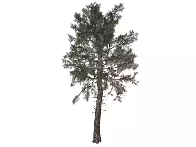 Loblolly Pine Tree - 06 - 3D model