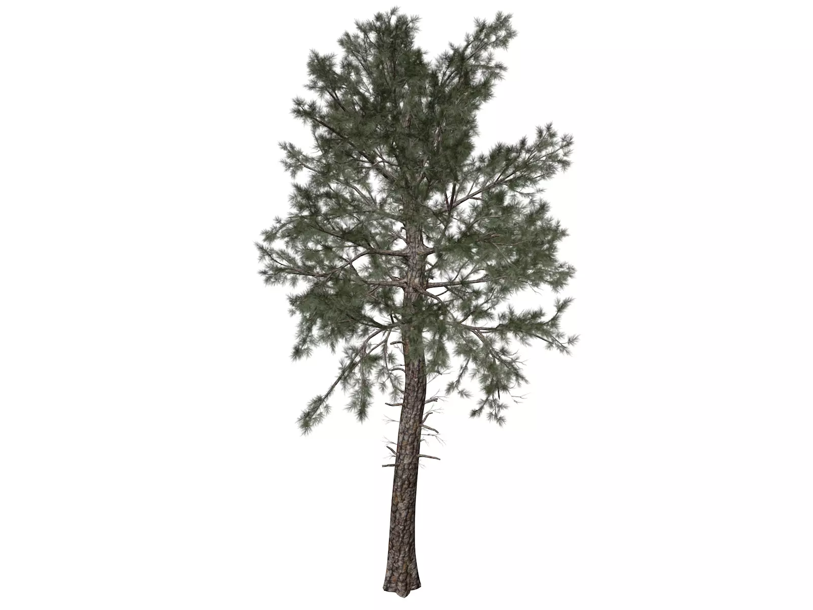 Loblolly Pine Tree - 06 - 3D model_0