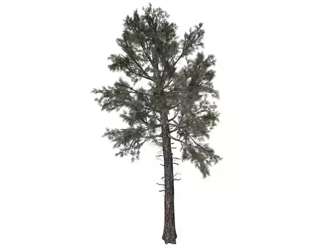 Loblolly Pine Tree - 07 - 3D model