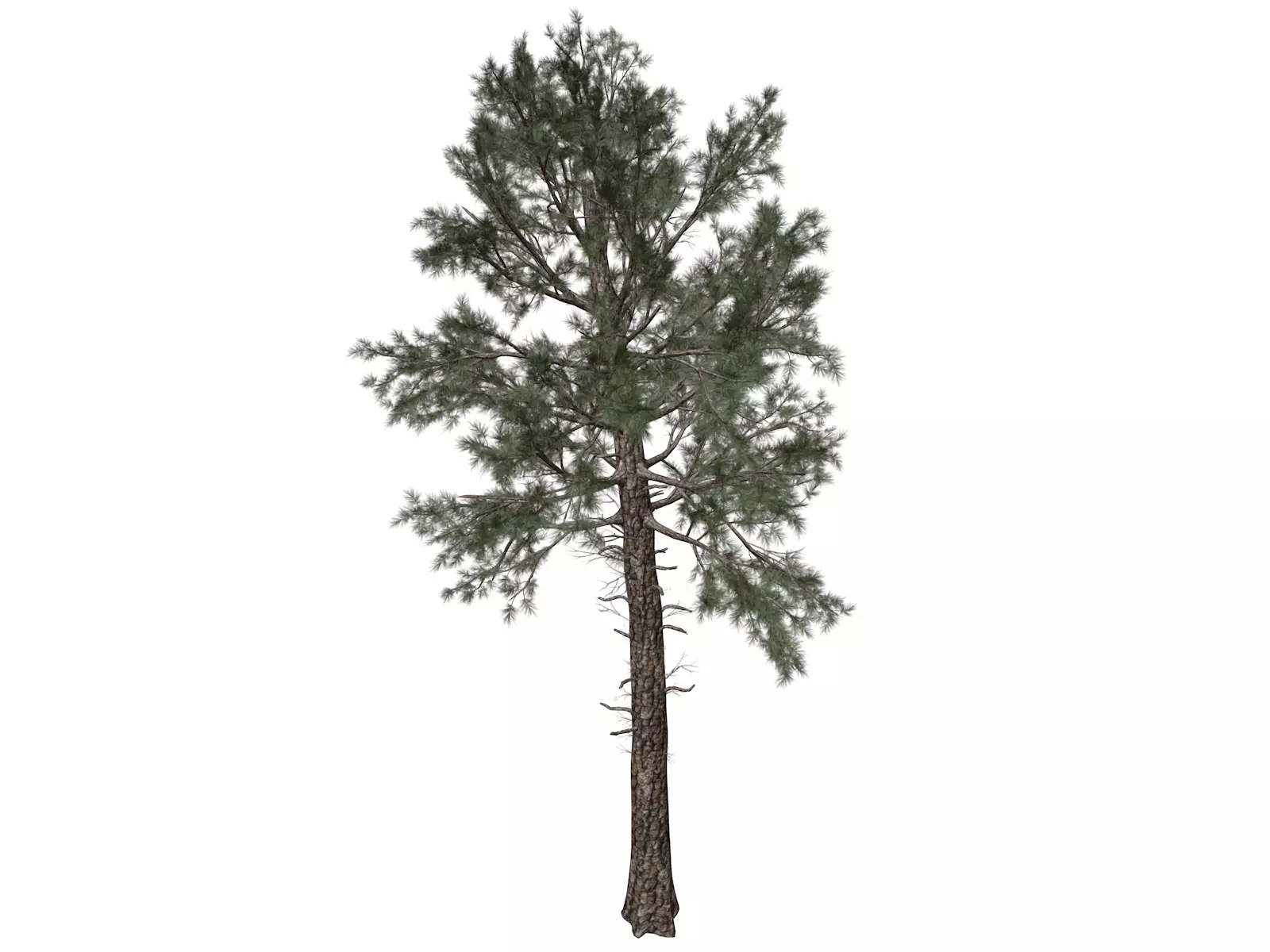 Loblolly Pine Tree - 07 - 3D model_0