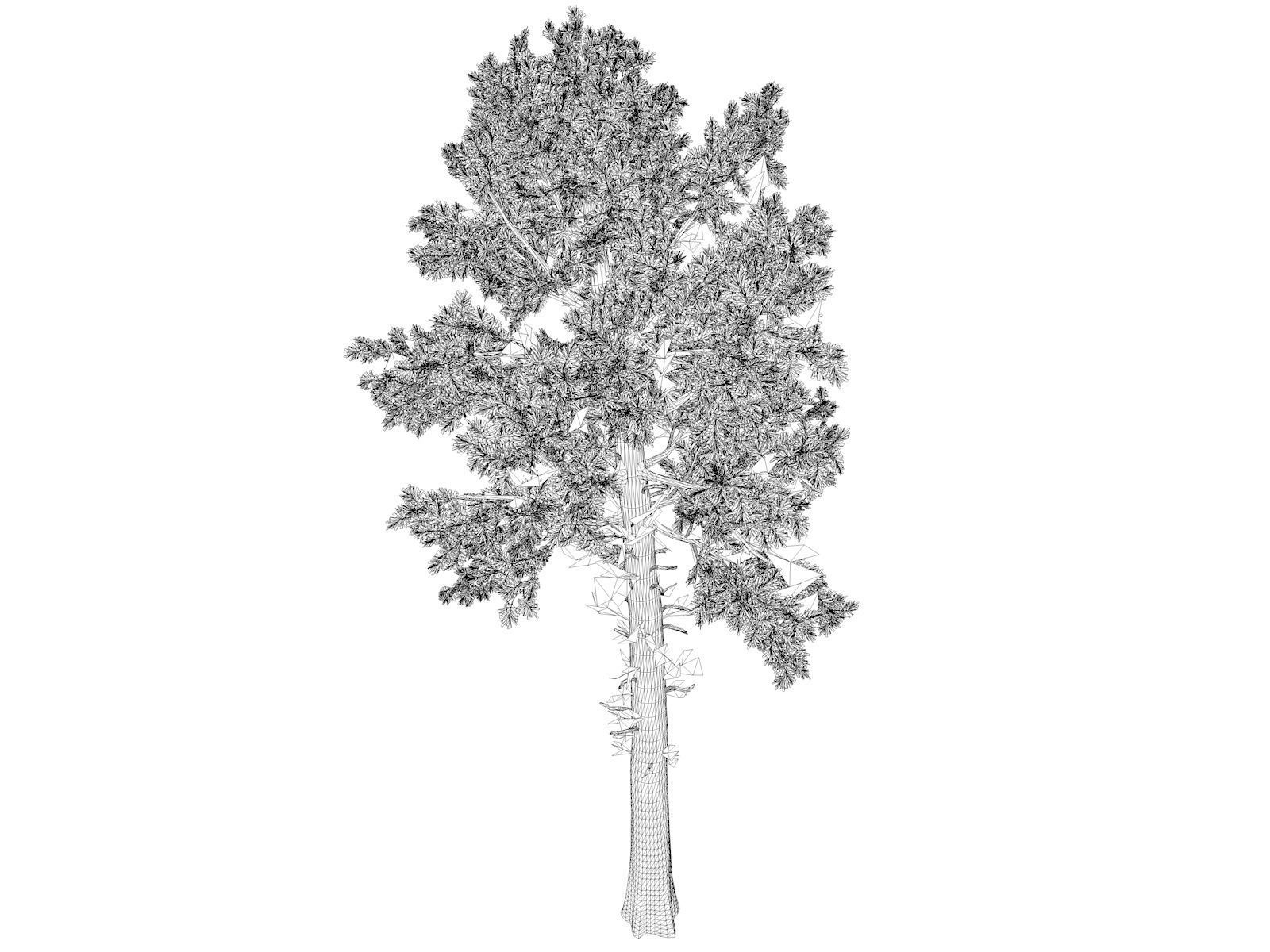 Loblolly Pine Tree - 07 - 3D model_1