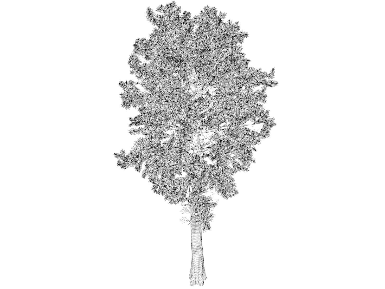 Loblolly Pine Tree - 08 - 3D model_1