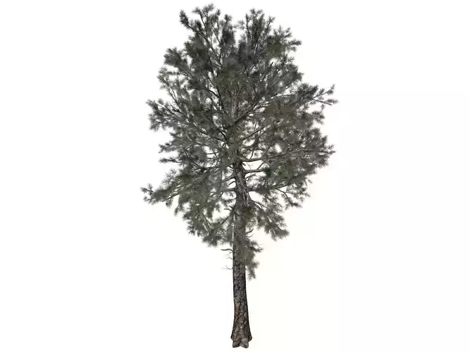Loblolly Pine Tree - 08 - 3D model