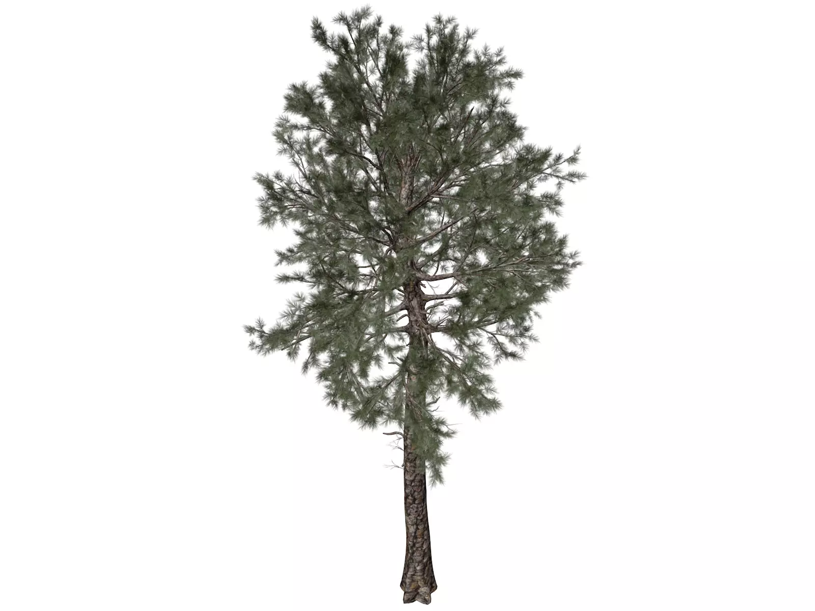 Loblolly Pine Tree - 08 - 3D model_0