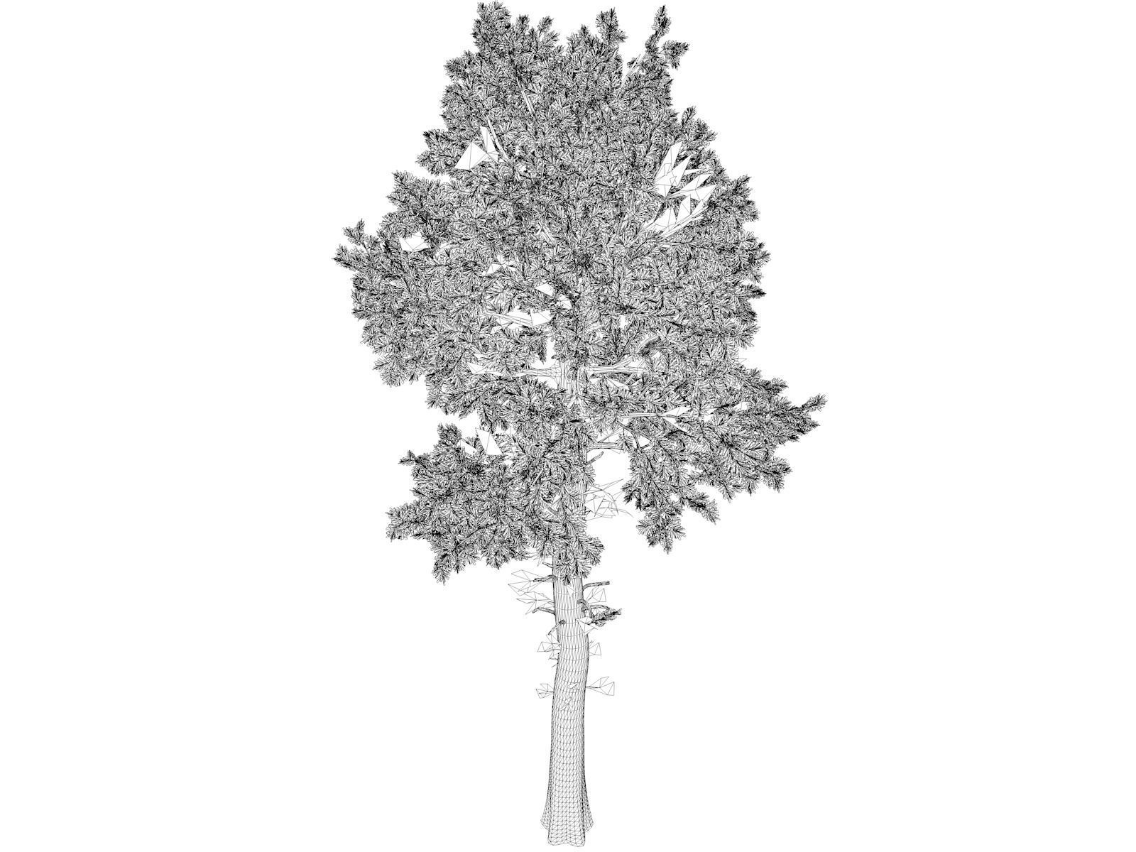 Loblolly Pine Tree - 09 - 3D model_1