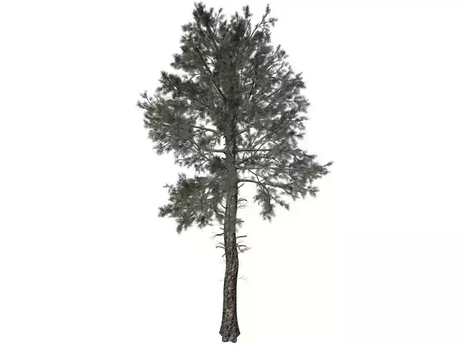Loblolly Pine Tree - 09 - 3D model