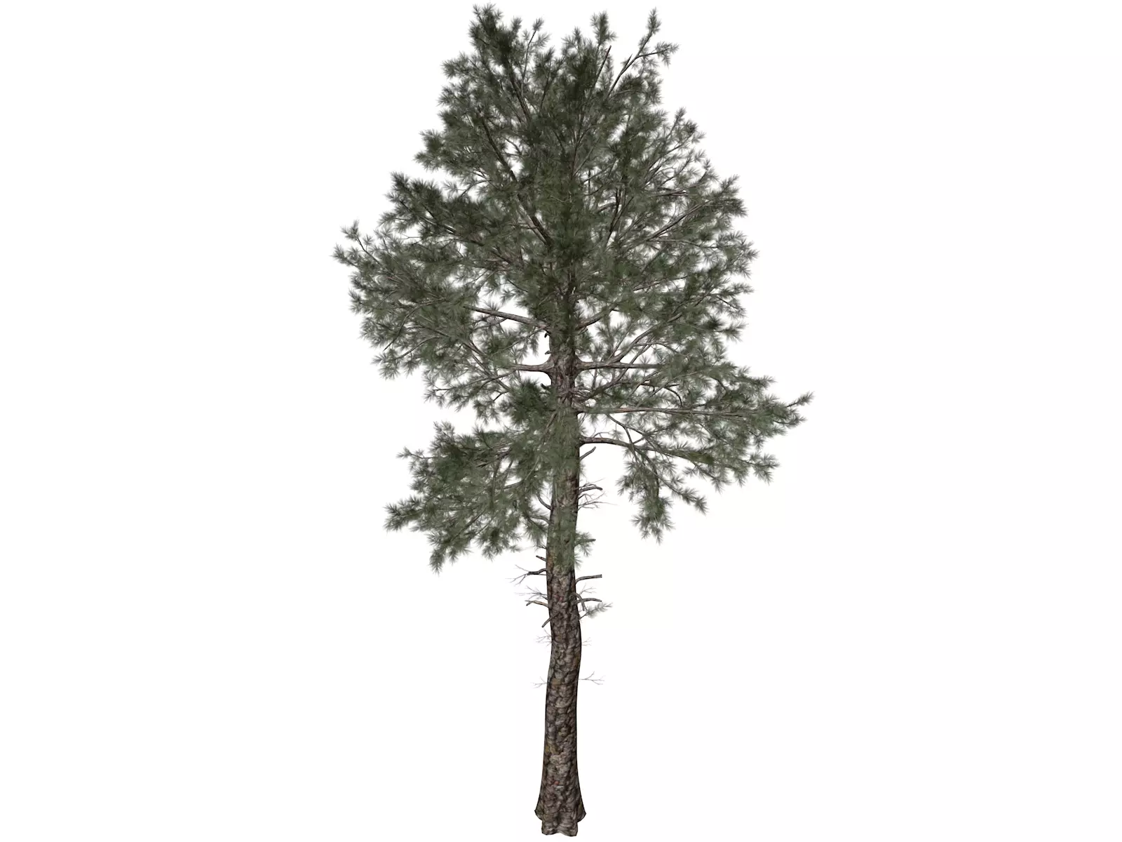 Loblolly Pine Tree - 09 - 3D model_0