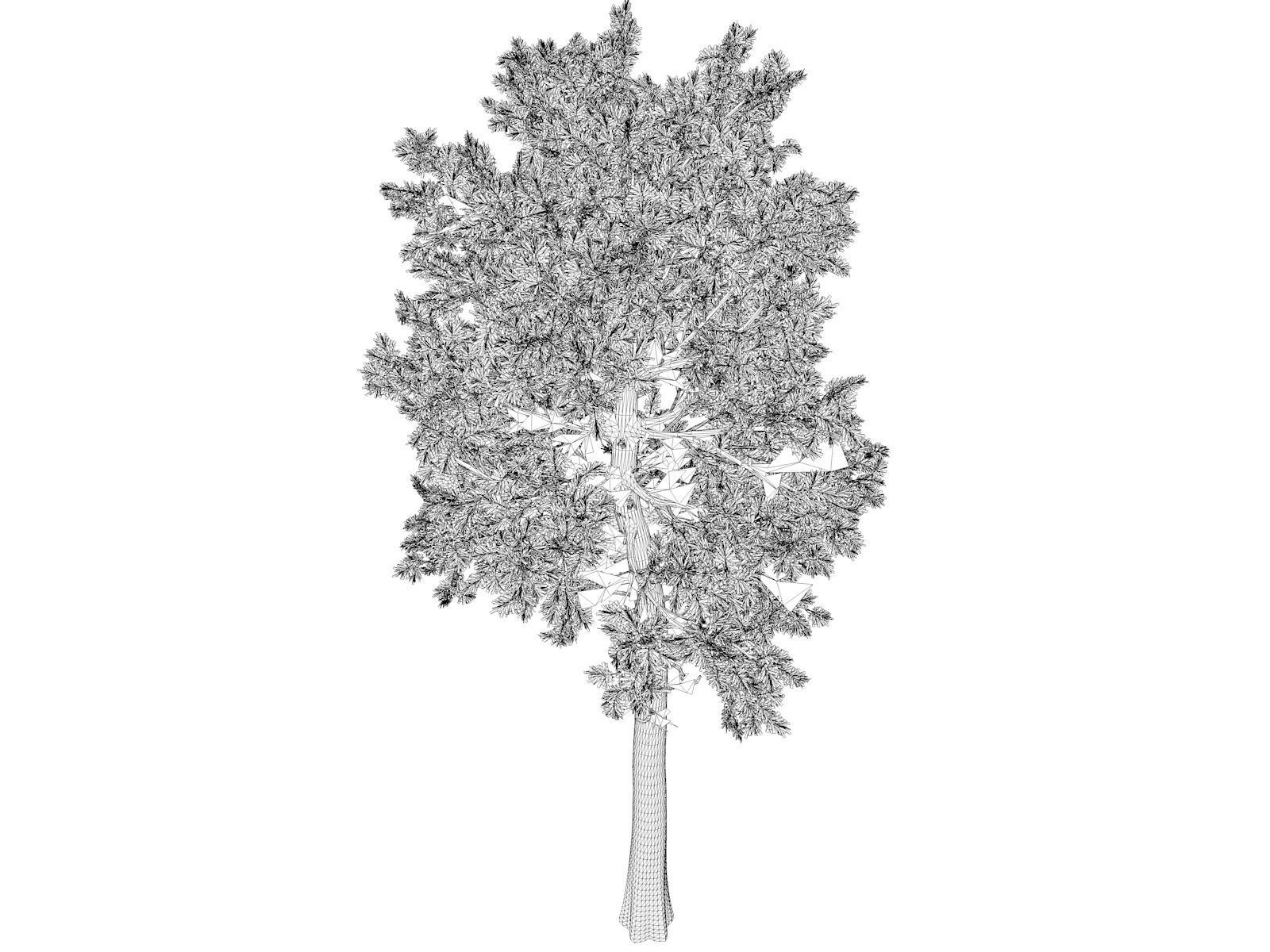 Loblolly Pine Tree - 10 - 3D model_1