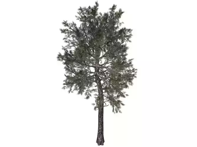 Loblolly Pine Tree - 10 - 3D model