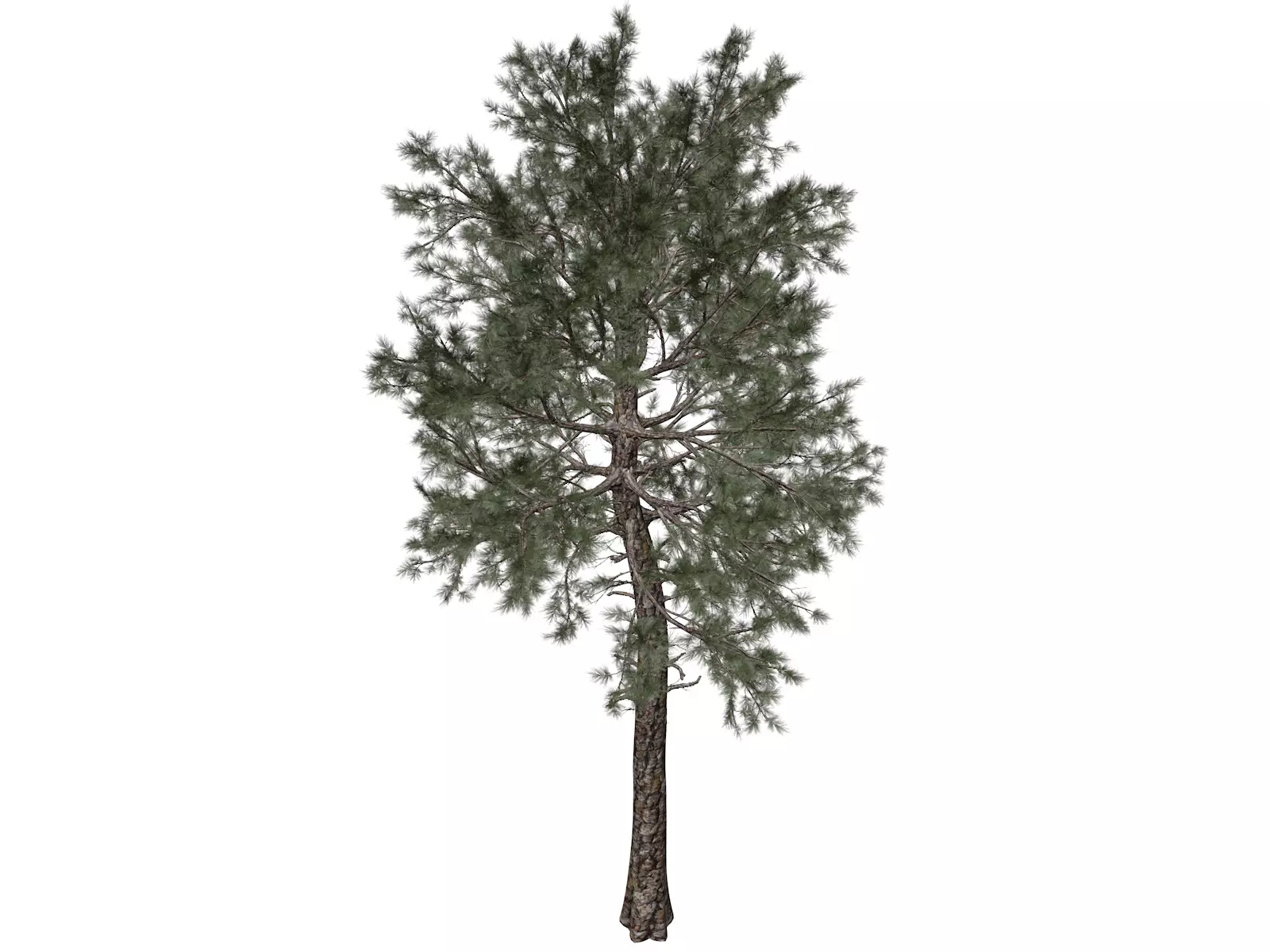 Loblolly Pine Tree - 10 - 3D model_0