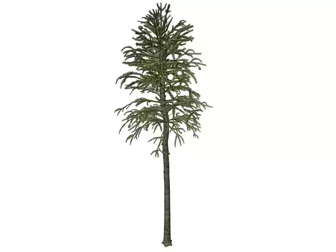 Monkey Puzzle Tree - 01 -