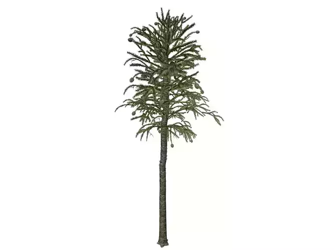 Monkey Puzzle Tree - 02 -
