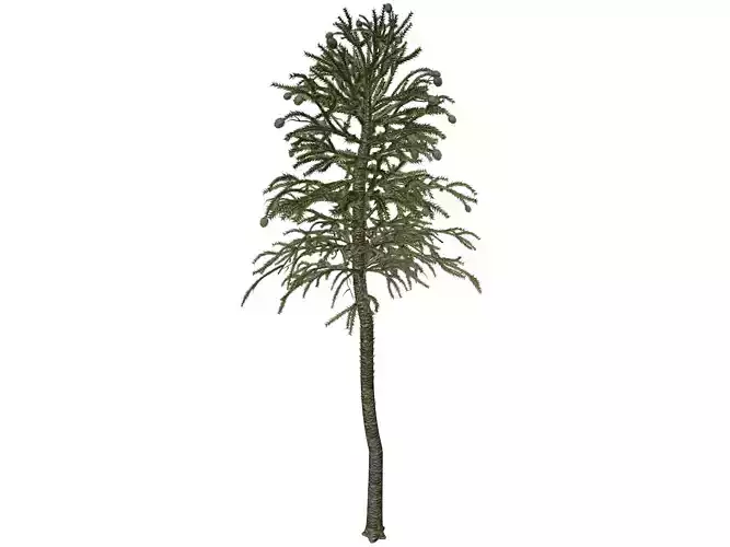 Monkey Puzzle Tree - 04 -