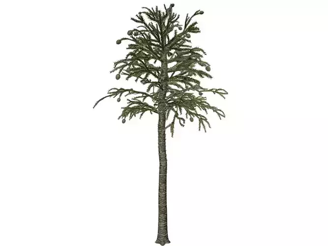 Monkey Puzzle Tree - 06 -