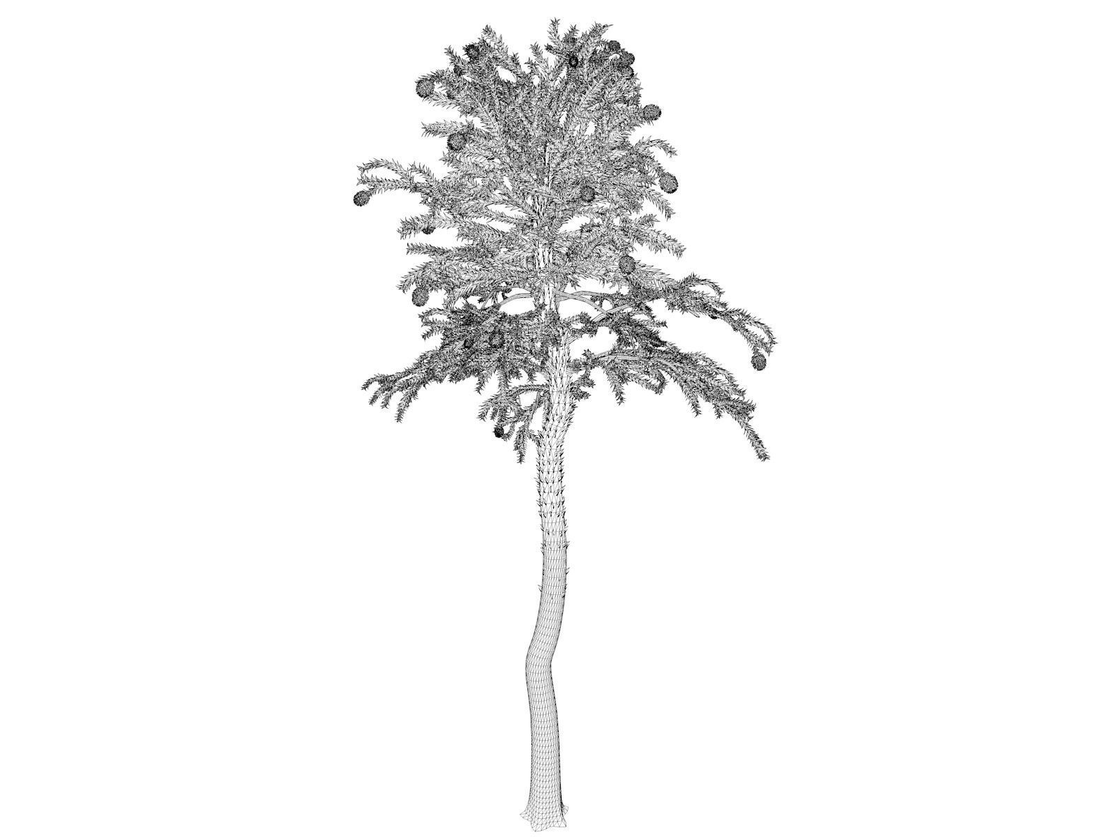 Monkey Puzzle Tree - 07 - 3D model_1