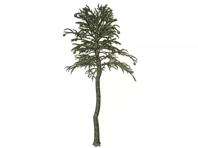Monkey Puzzle Tree - 07 -