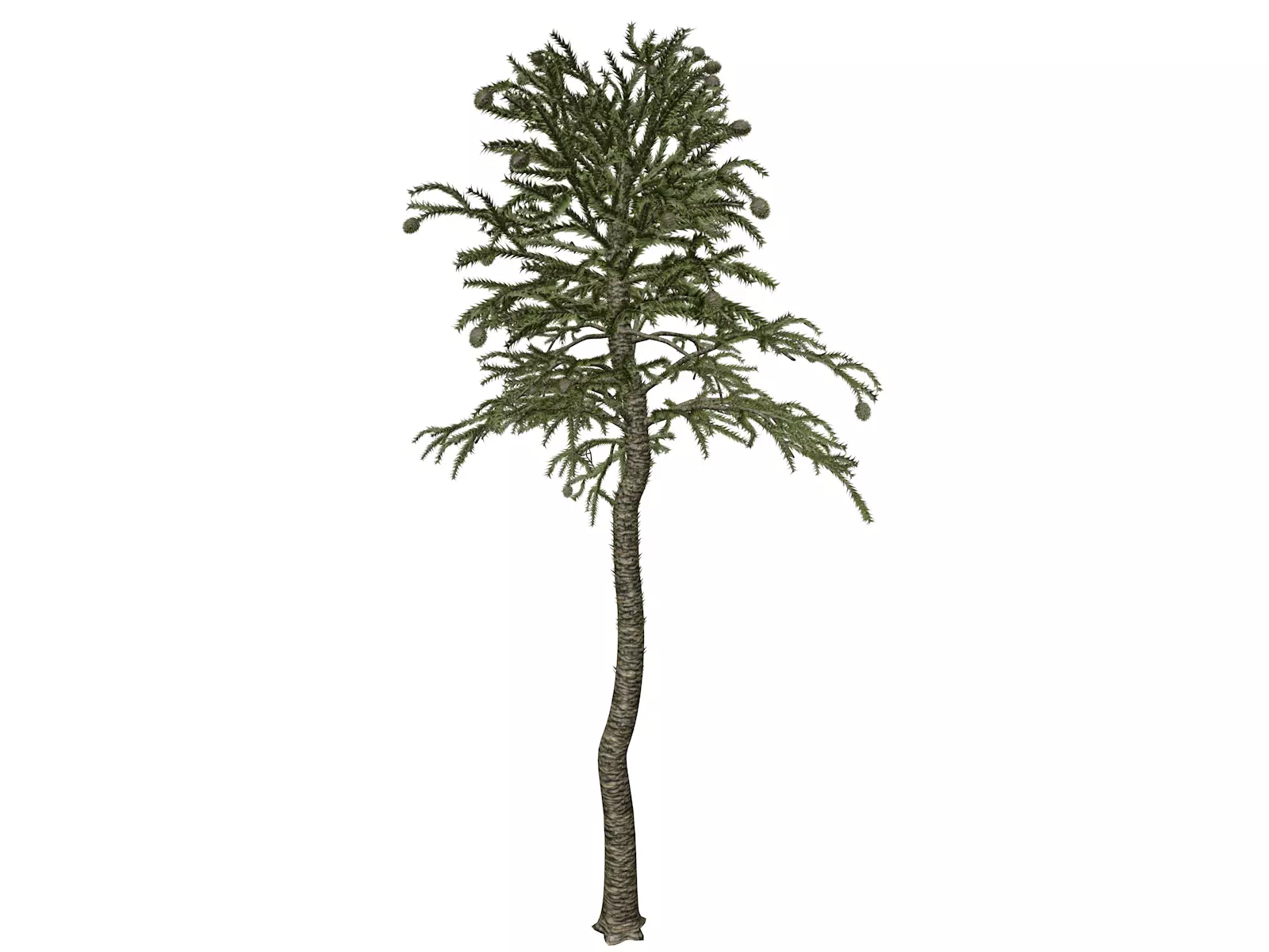 Monkey Puzzle Tree - 07 - 3D model_0