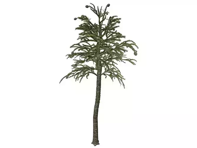 Monkey Puzzle Tree - 08 -