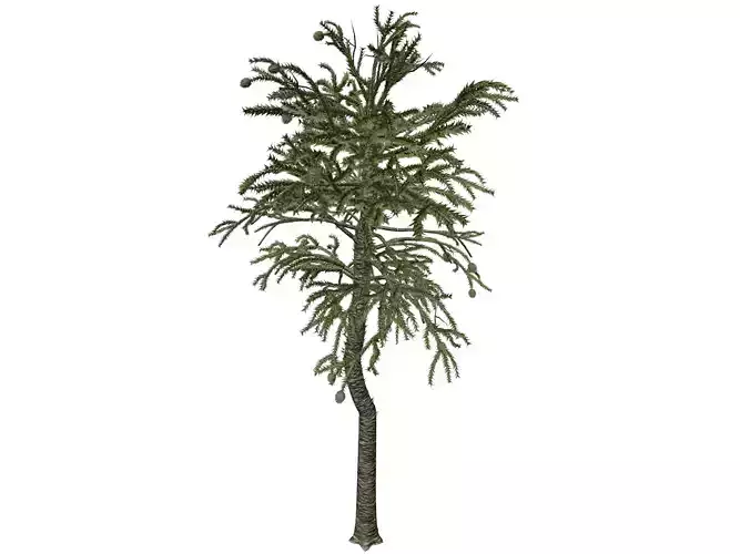 Monkey Puzzle Tree - 09 -