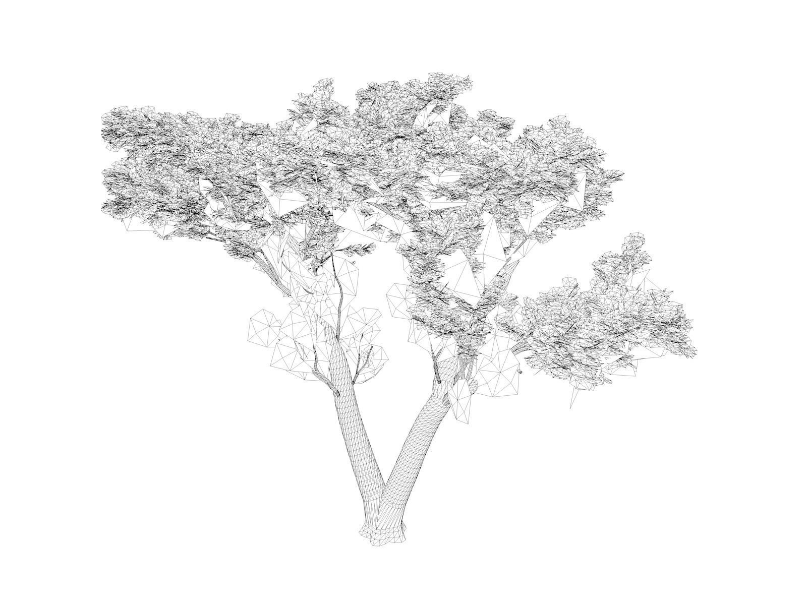 Monterey Cypress Tree - 01 - 3D model_1