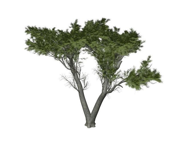 Monterey Cypress Tree - 01 - 3D model
