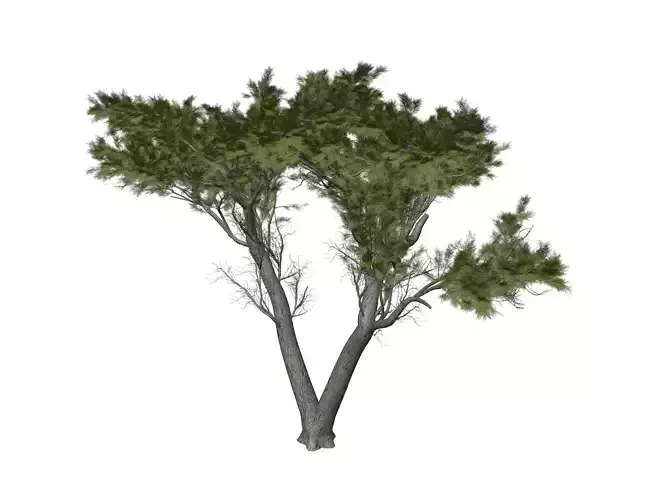 Monterey Cypress Tree - 01 -