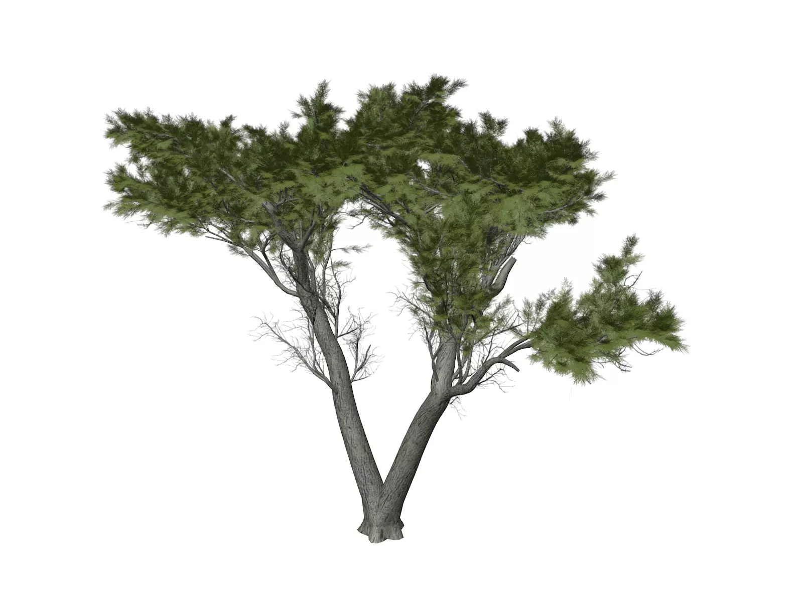 Monterey Cypress Tree - 01 - 3D model_0