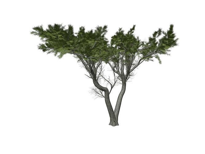 Monterey Cypress Tree - 02 - 3D model