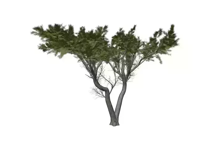 Monterey Cypress Tree - 02 -