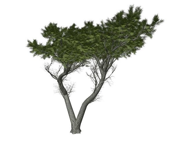 Monterey Cypress Tree - 03 - 3D model