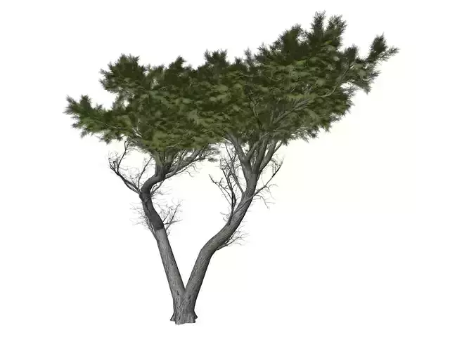 Monterey Cypress Tree - 03 -