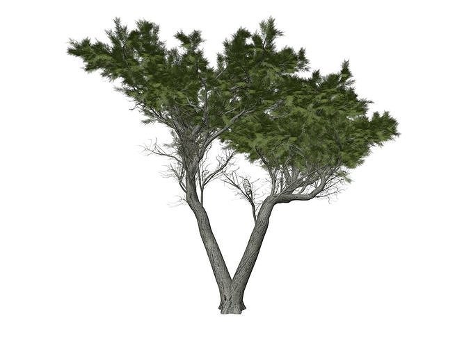 Monterey Cypress Tree - 04 - 3D model