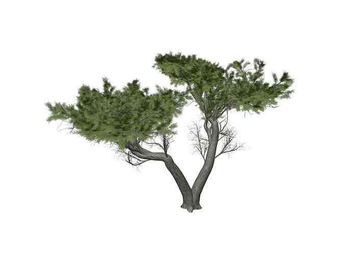 Monterey Cypress Tree - 05 - 3D model