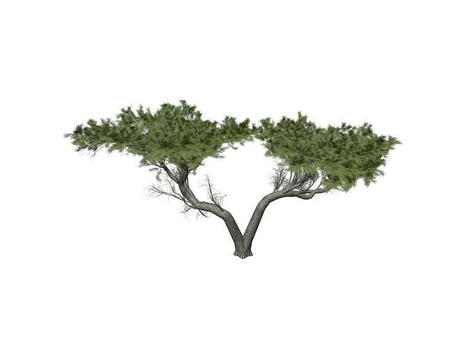 Monterey Cypress Tree - 06 - 3D model