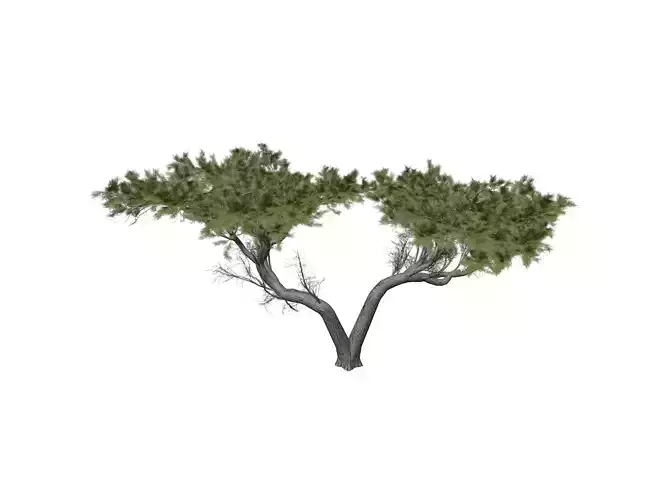 Monterey Cypress Tree - 06 -