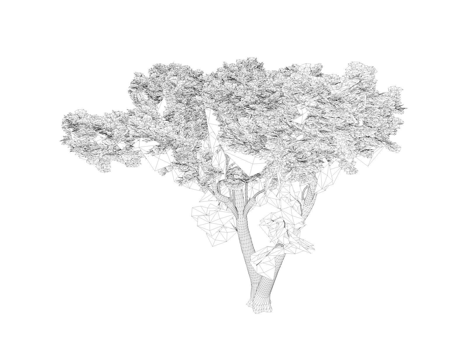 Monterey Cypress Tree - 07 - 3D model_1