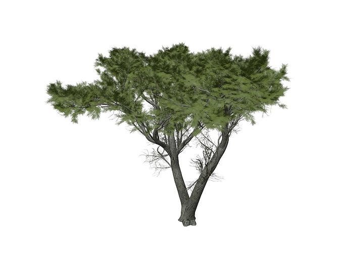Monterey Cypress Tree - 07 - 3D model